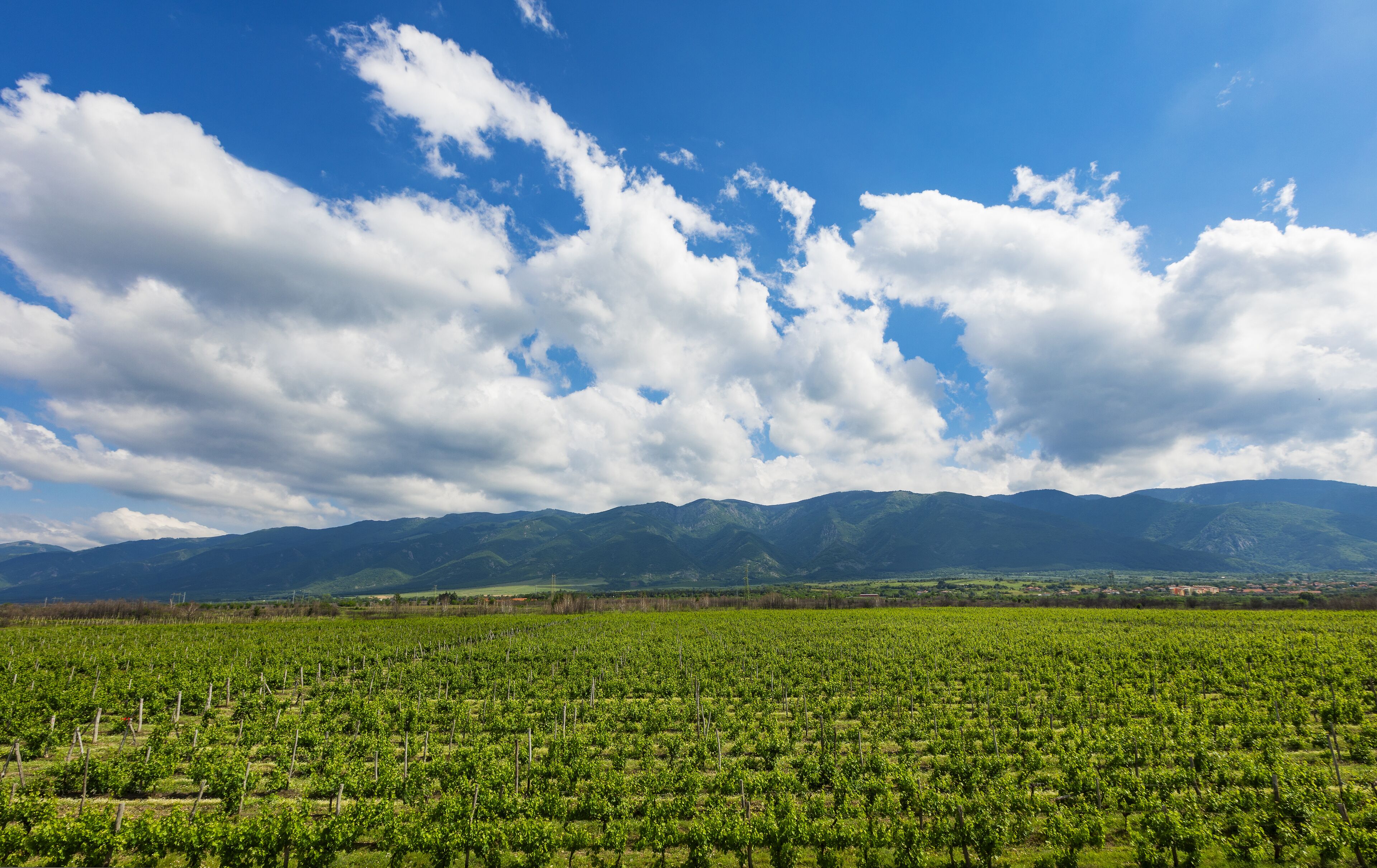 A vineyard with rows of grapevines under a clear sky with scattered clouds.