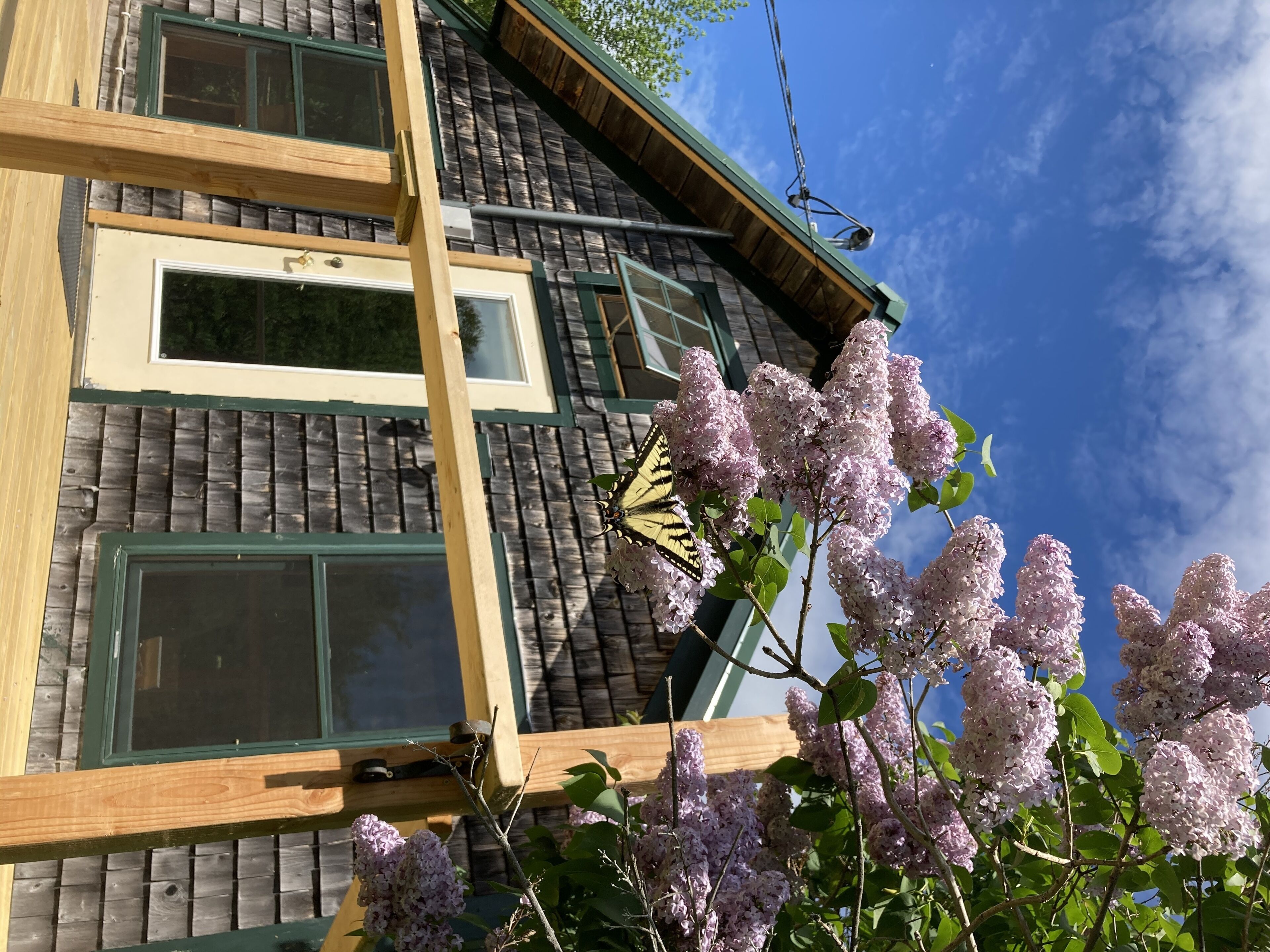 A building with a sloped roof, multiple windows, and a butterfly on a flowering branch.