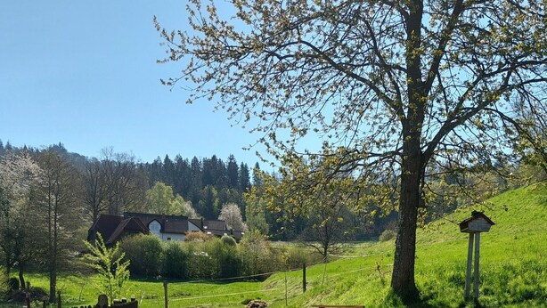 A grassy area with wooden lounge chairs and a wooden fence. - Very quiet holiday home in the Rothaar Mountains (Vormwald)