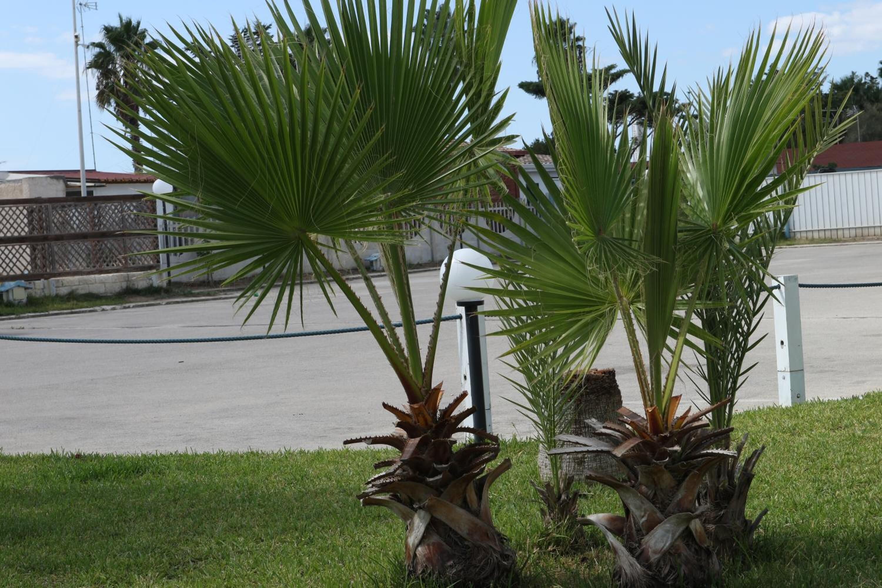 Two palm trees in a grassy area with a fence and a building in the background.