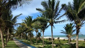 Un sentiero alberato da palme che conduce a una spiaggia.