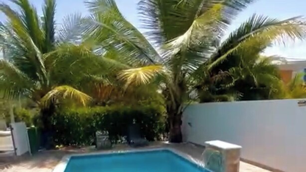 A rectangular swimming pool with clear blue water, surrounded by palm trees and a white wall.