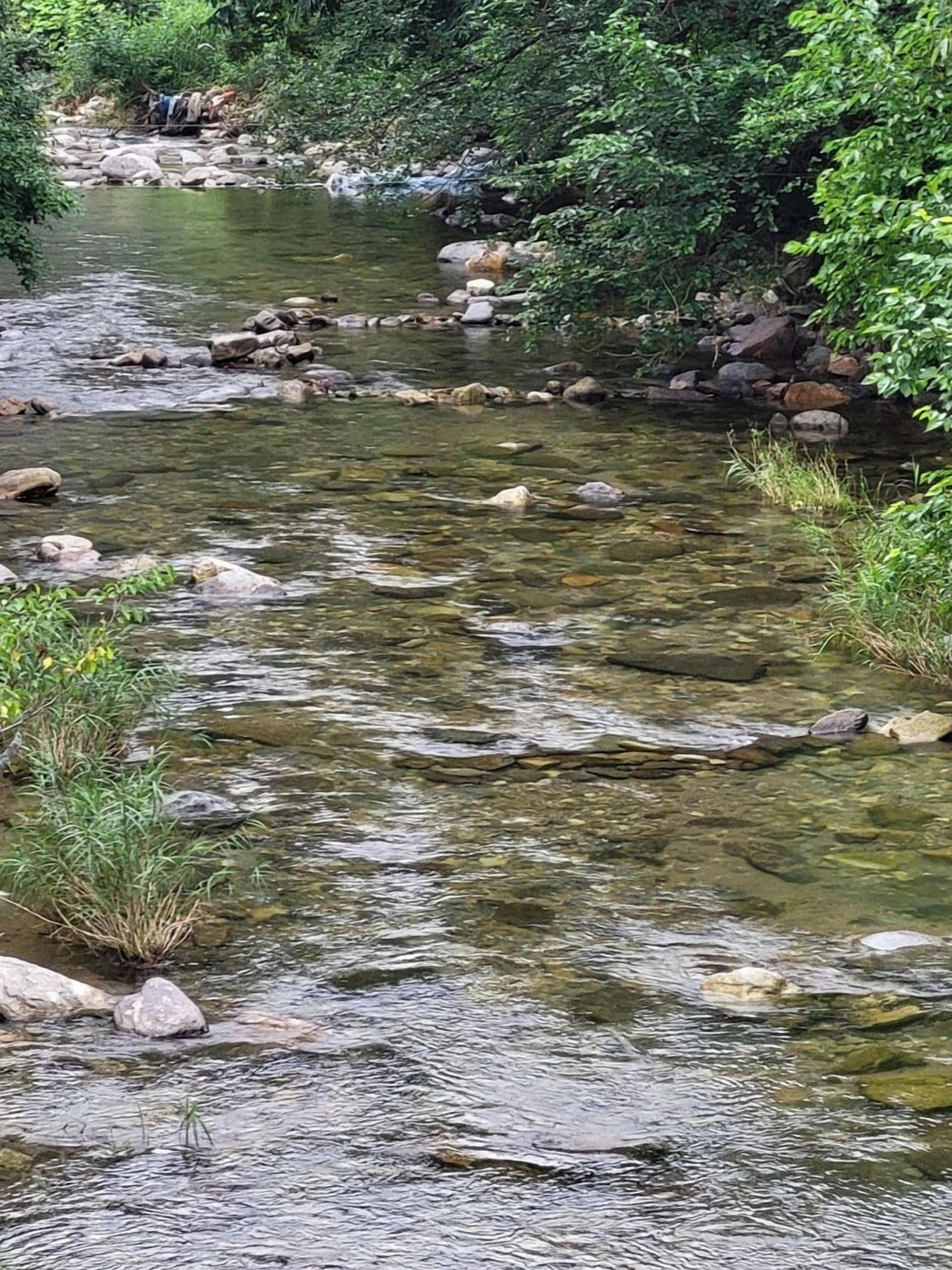A clear stream with rocks and greenery.