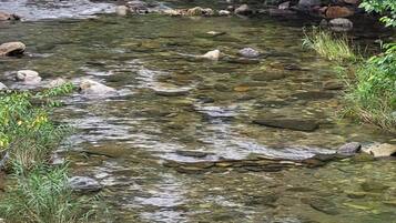 A clear stream with rocks and greenery.