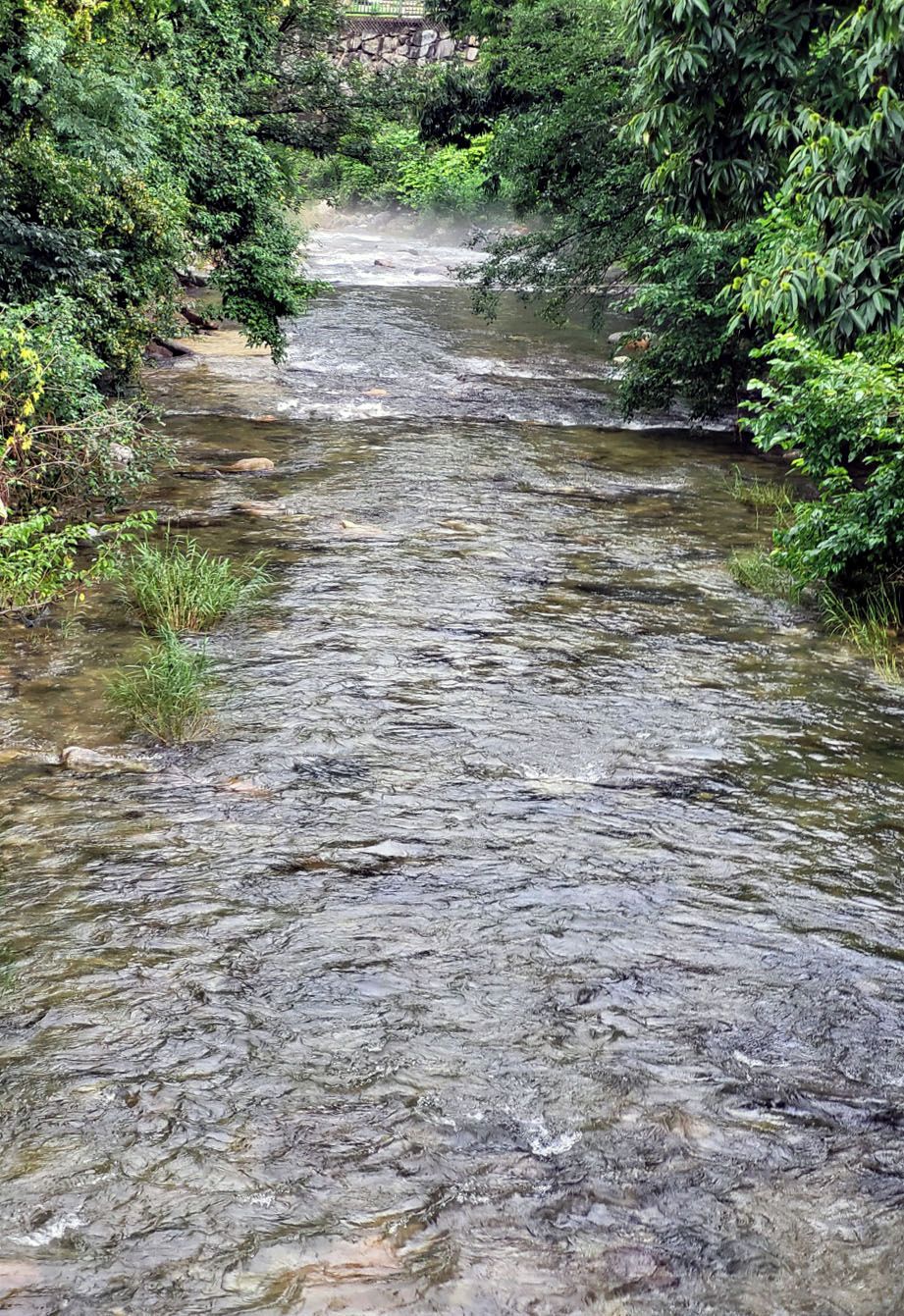 A clear stream flowing through a forested area with dense vegetation on both sides.