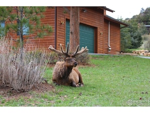 An elk rests in front of a cabin with a sloped roof, surrounded by a well-manicured lawn and a small tree.