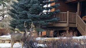 A deer in a snowy outdoor area with a wooden cabin and a wooden deck.