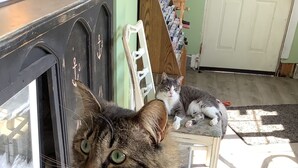 A cat sitting on a chair in a room with a wooden floor, a white door, and a window. - South Jetty Inn (Hammond)