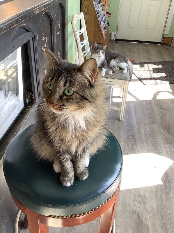 Pet-friendly - South Jetty Inn (Hammond)