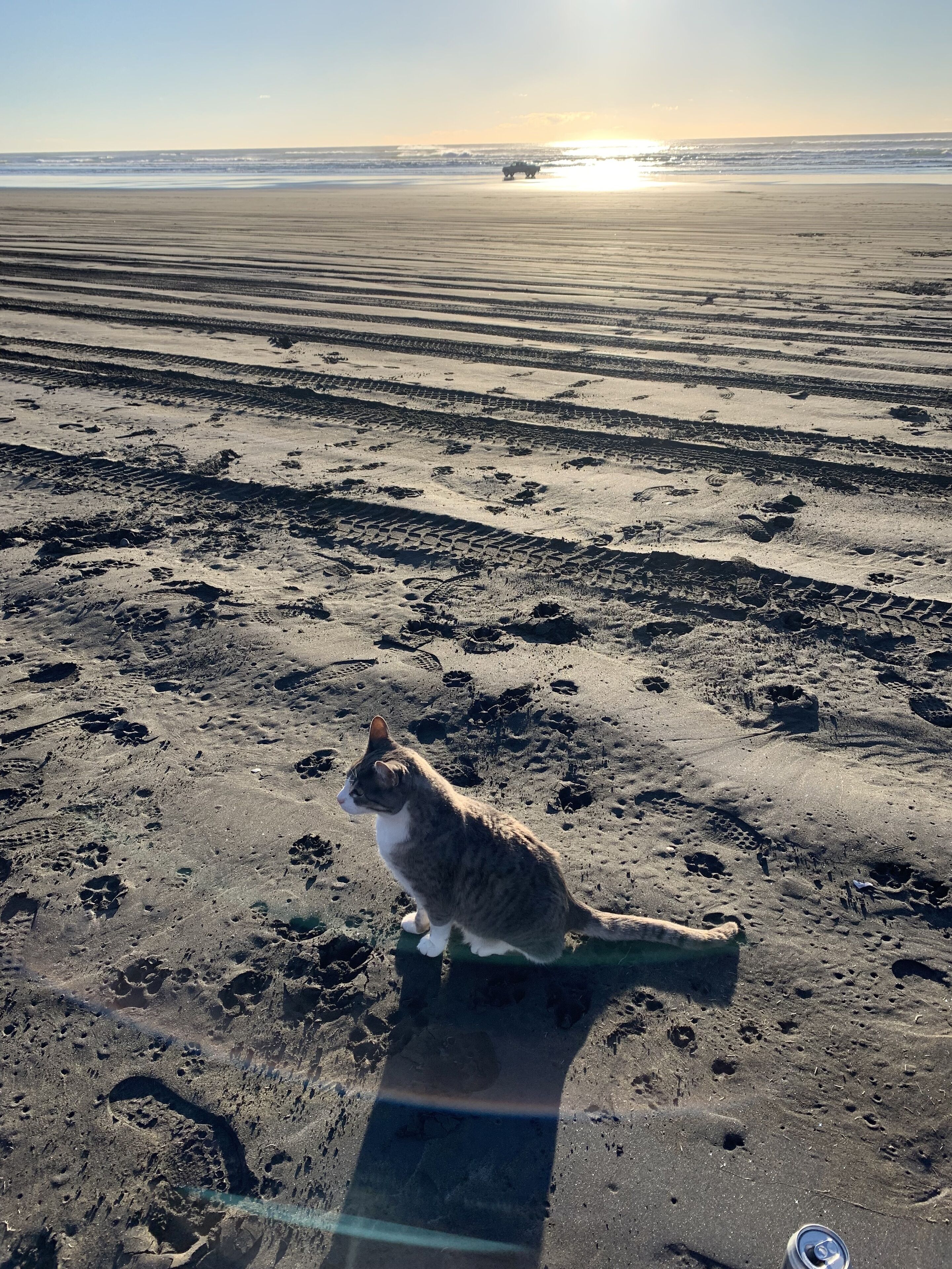 A cat sitting on a sandy beach with footprints and tire tracks.