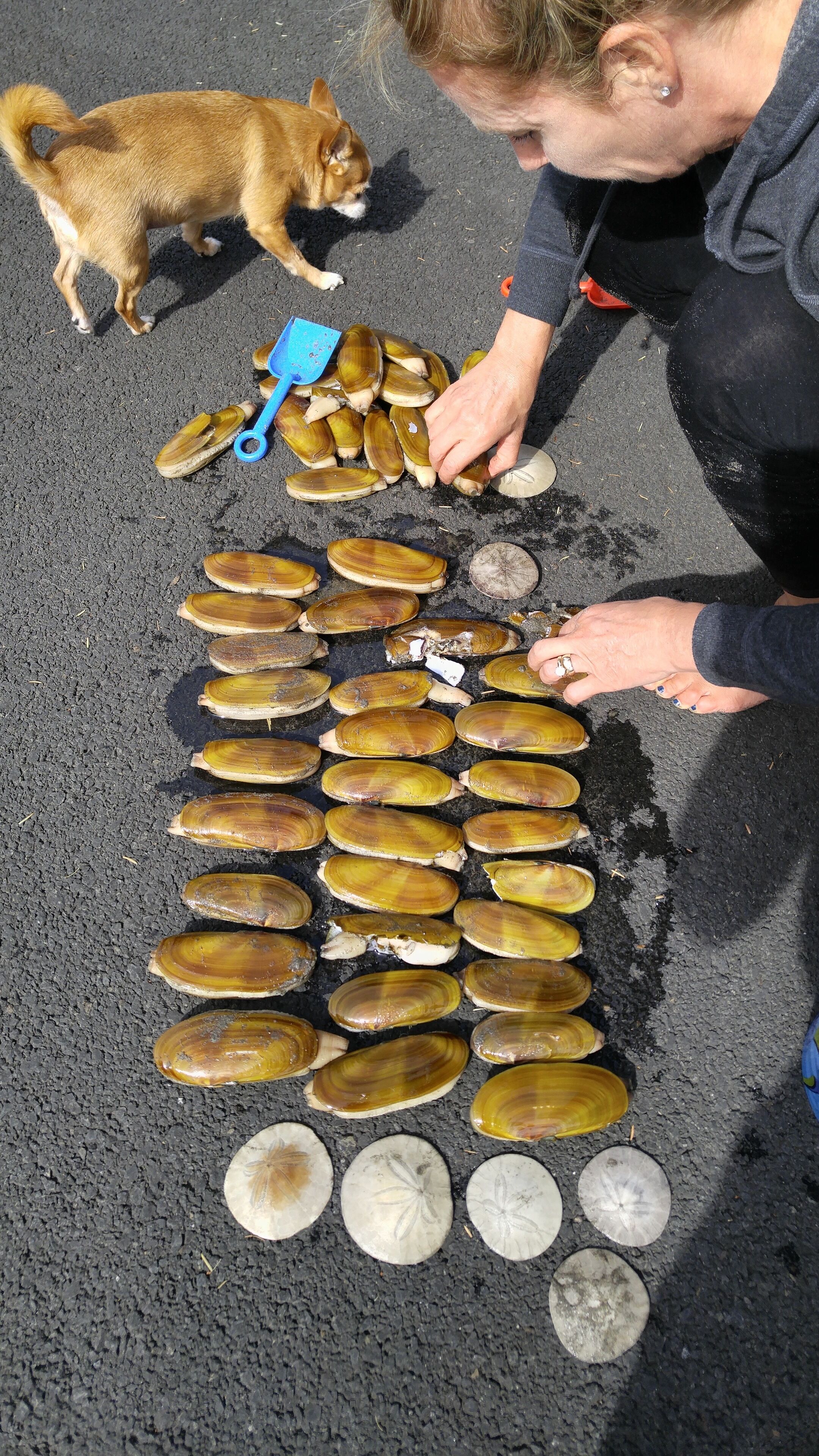 A person sorting clams on a paved surface.