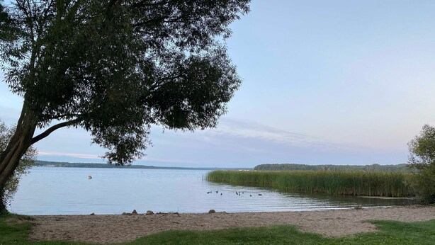 A lakeside view with a tree, grassy area, and calm water.