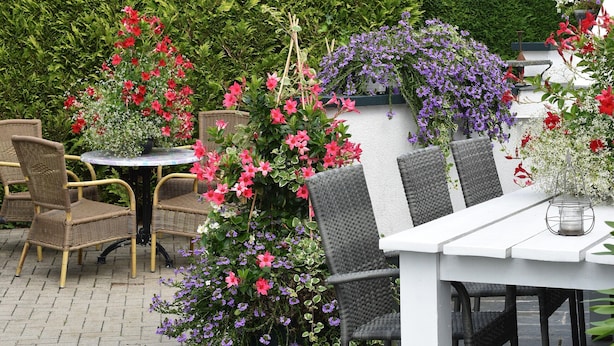 Garden view - De Witte Molen Kranenburg (Kranenburg)