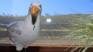 A bird with a white body and orange beak standing in front of a window. - Becker House Alice 36 (Sylt)