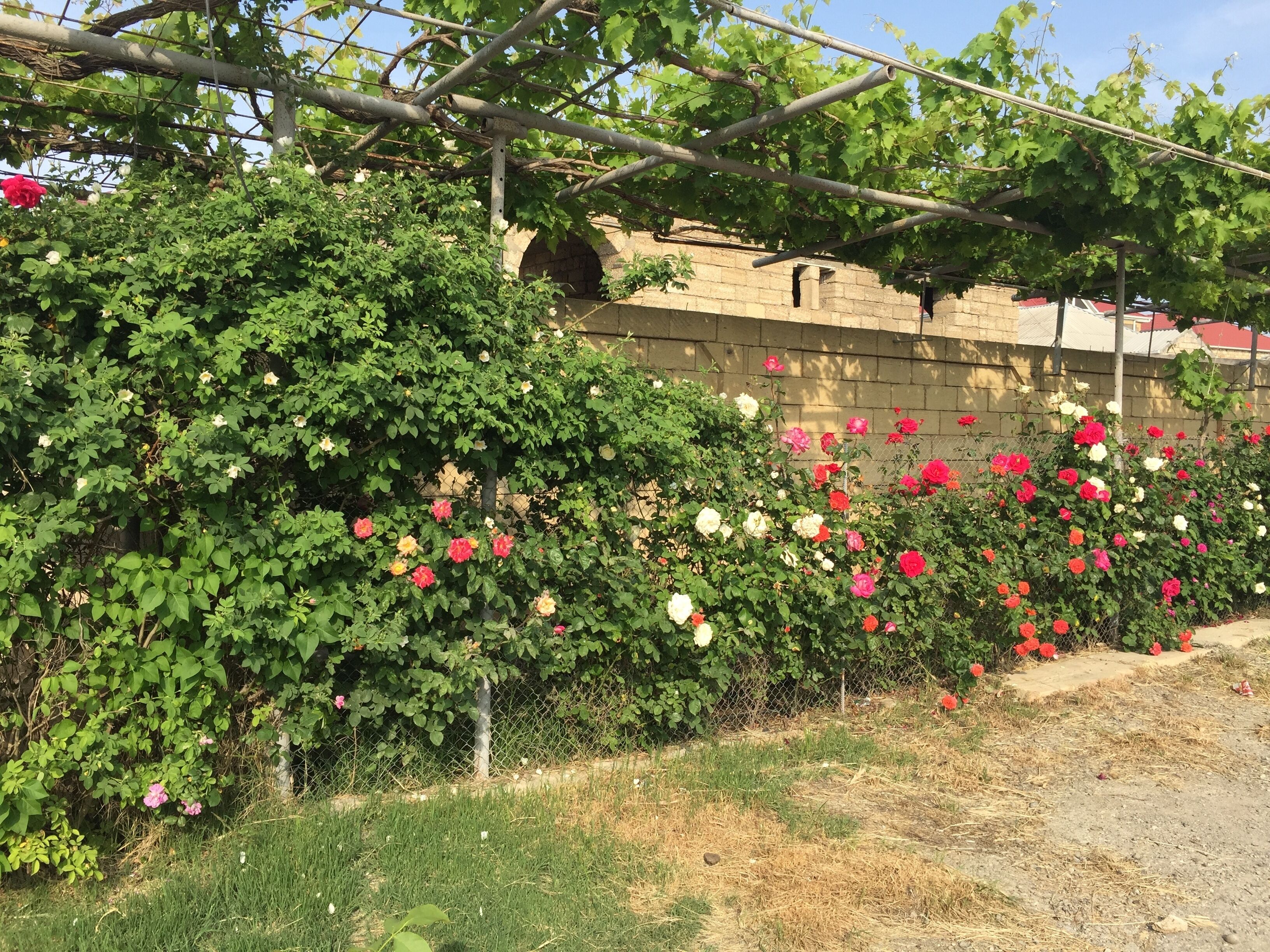 Foto - Hasanovs Villa