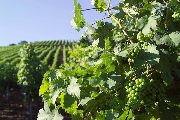 A vineyard with rows of grapevines and clusters of green grapes. - Hotel Restaurant Zum Nachtwächter (Muehlacker)
