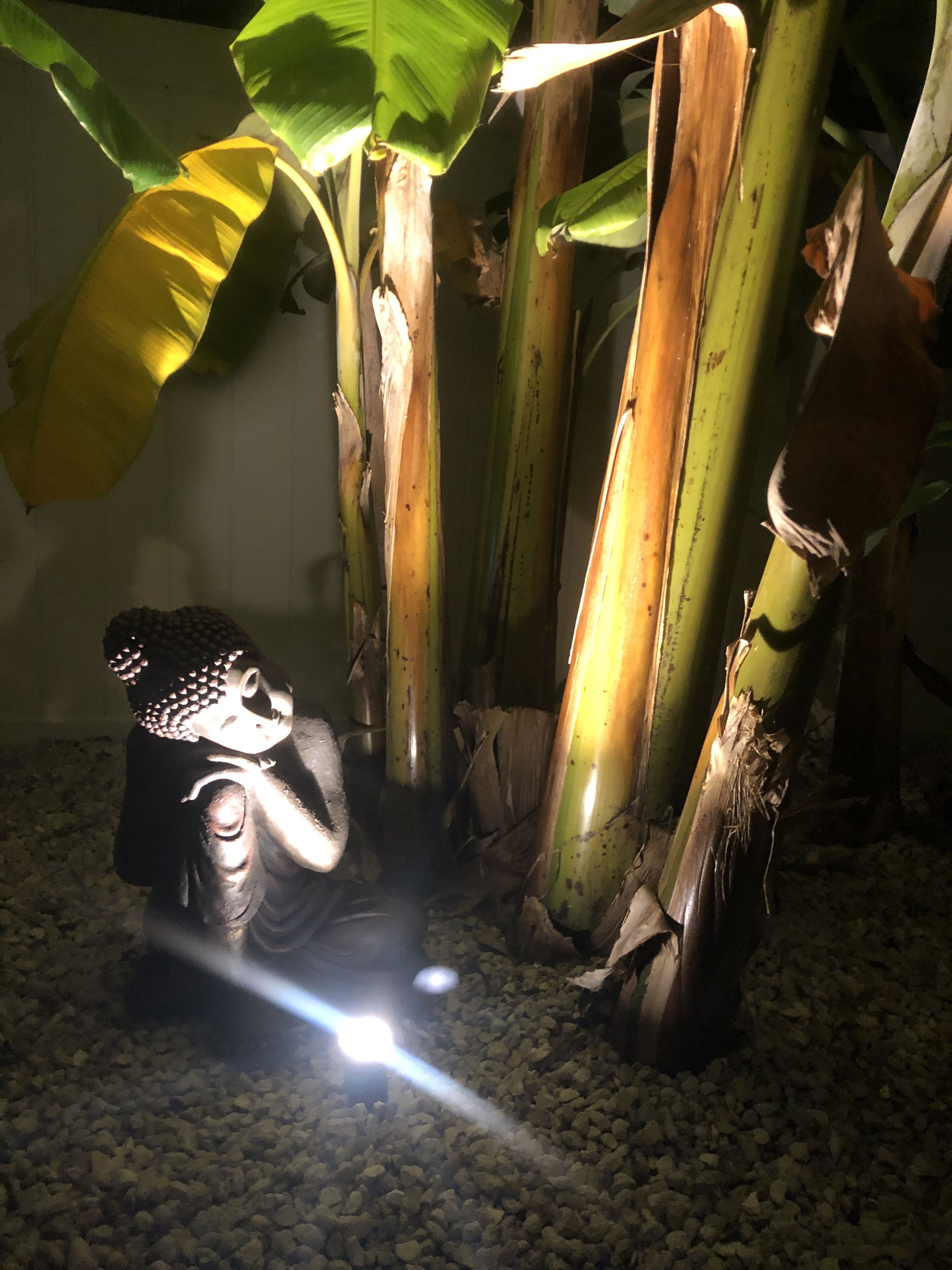 A statue of Buddha in a dimly lit room with a pebbled floor and large green leaves in the background.