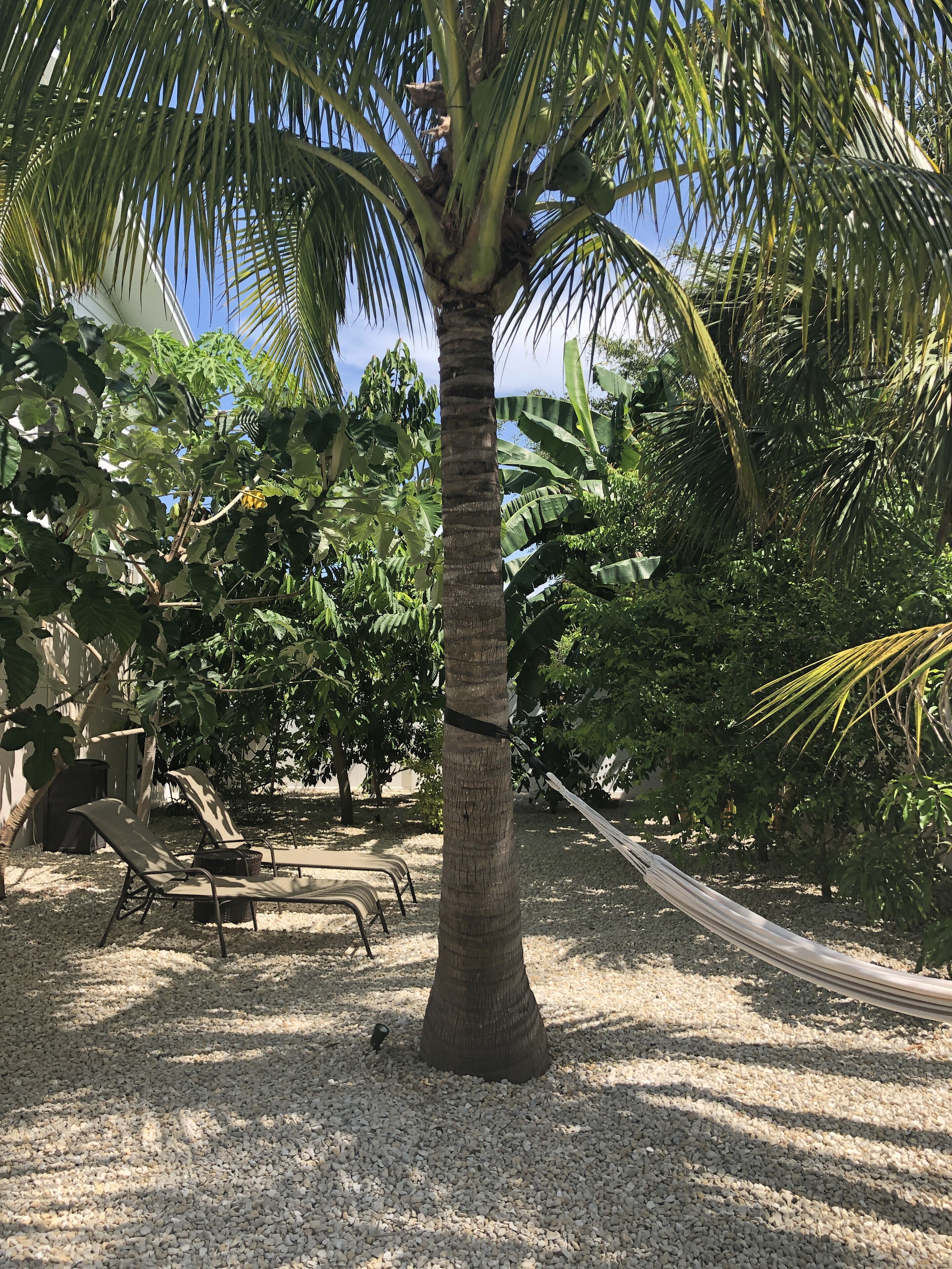 Una palmera con una hamaca, rodeada de diversas plantas tropicales y un espacio de descanso con sillas y una mesa.
