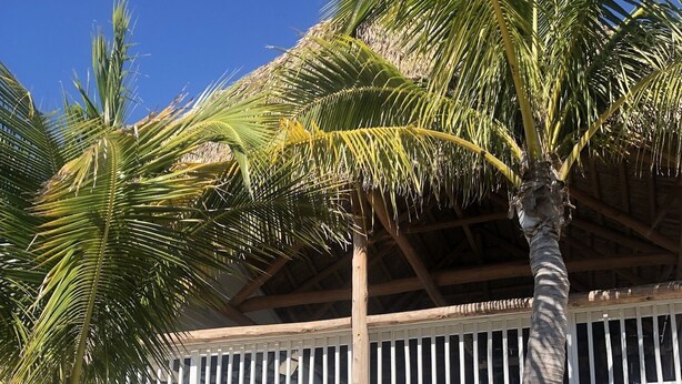 A beachfront property with a covered patio, palm trees, and a wooden deck.