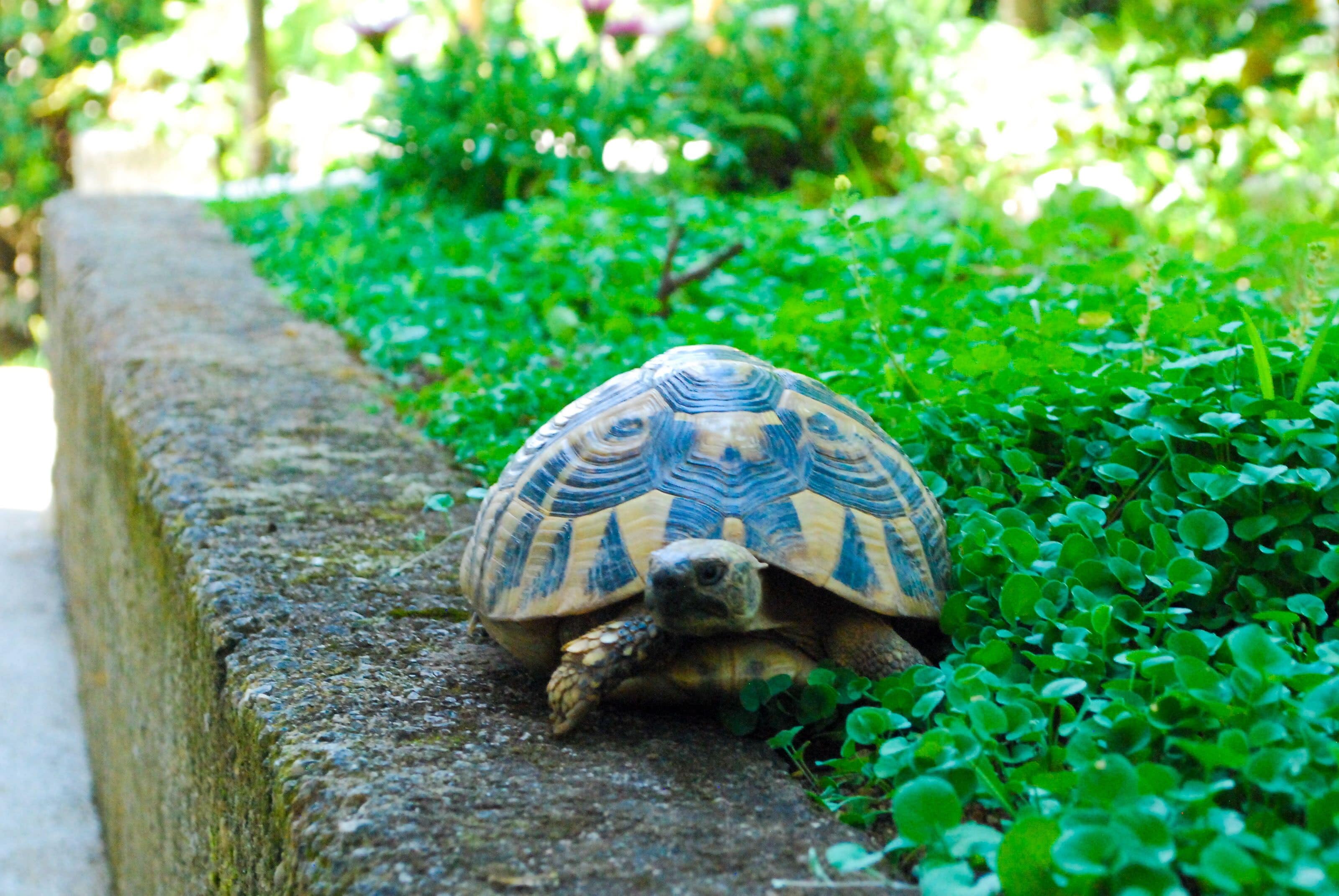 A tortoise on a stone ledge surrounded by green foliage.