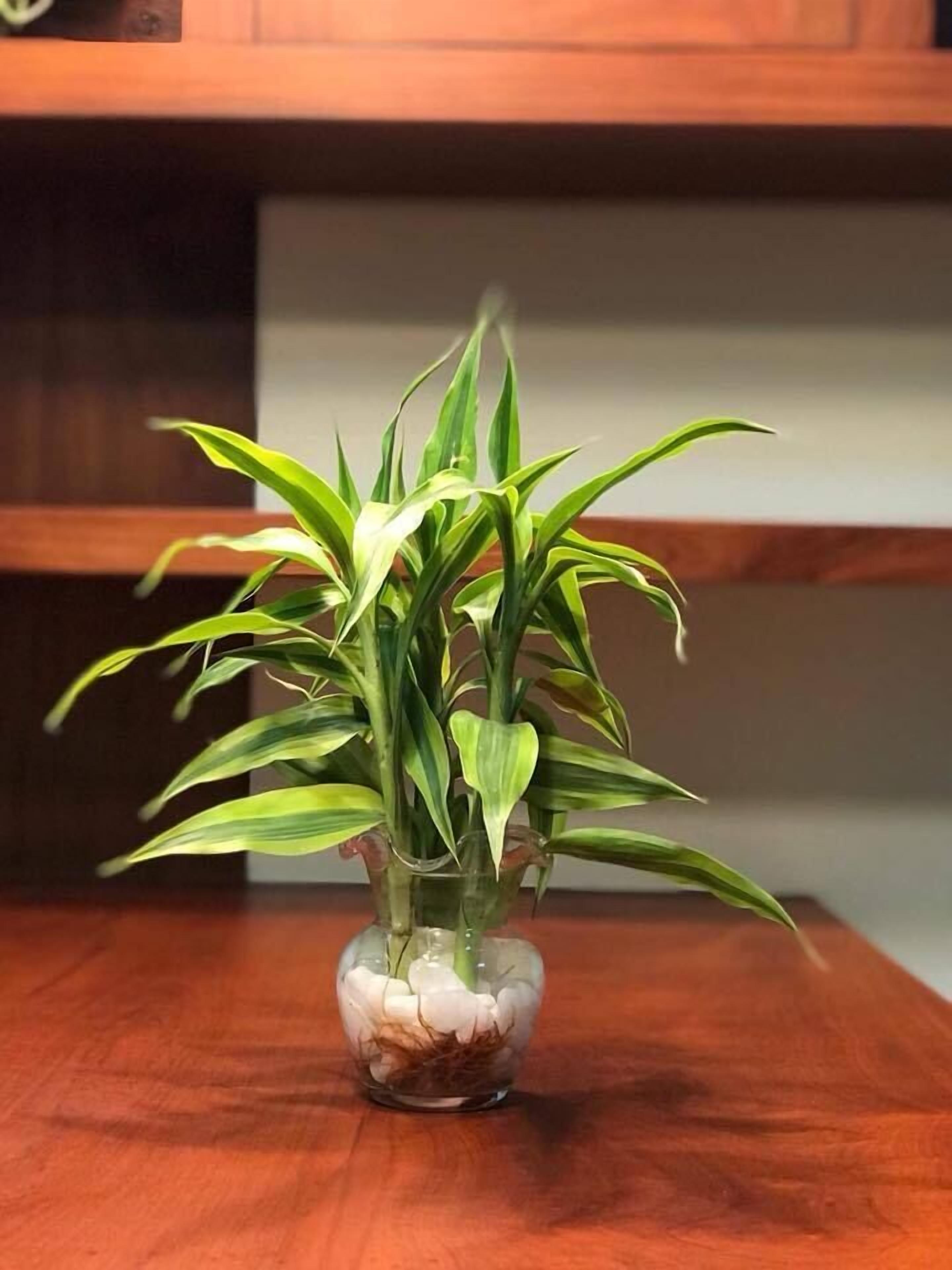 Een potplant met lange, groene bladeren in een glazen vaas op een houten tafel.