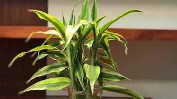 Een potplant met lange, groene bladeren in een glazen vaas op een houten tafel.