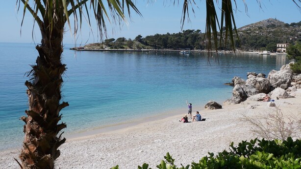 Una playa con agua azul cristalina, costa rocosa y una palmera.
