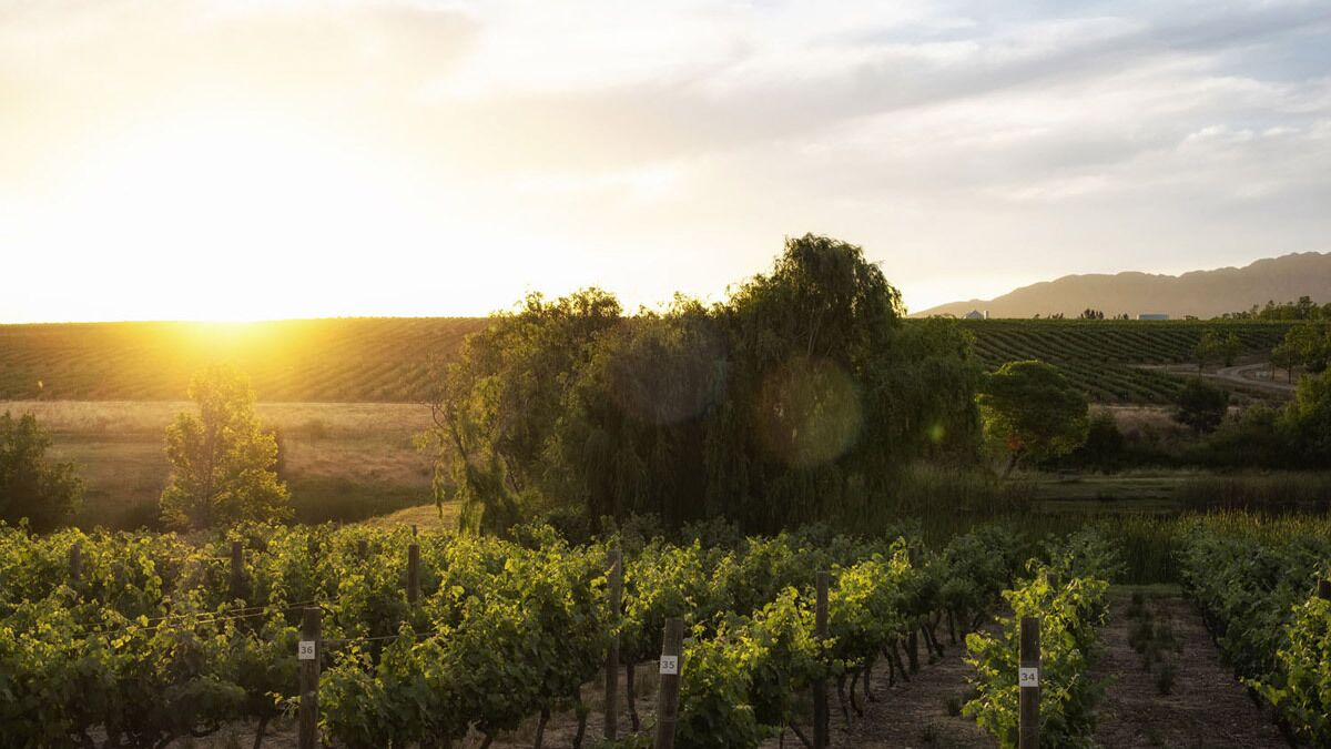 Vineyard view