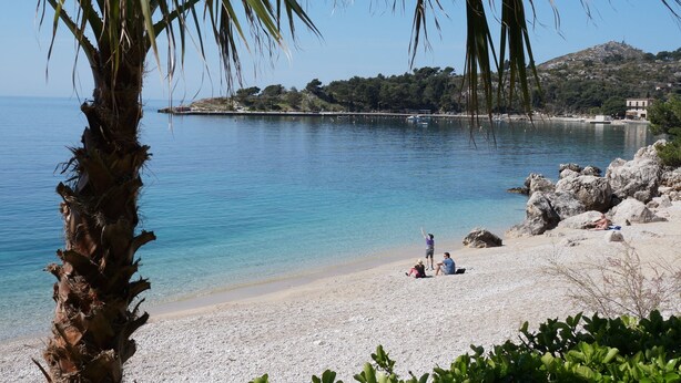 A beach with clear blue water, rocky shore, and a palm tree. - PENDO 3 apartment with 4 bedrooms, sea view, close to beaches and Dubrovnik (Mlini)