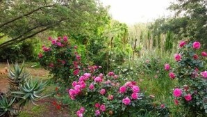 Un jardín con flores rosadas y follaje verde.