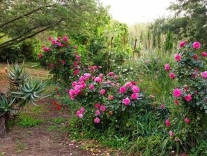 A garden with pink roses and green foliage.