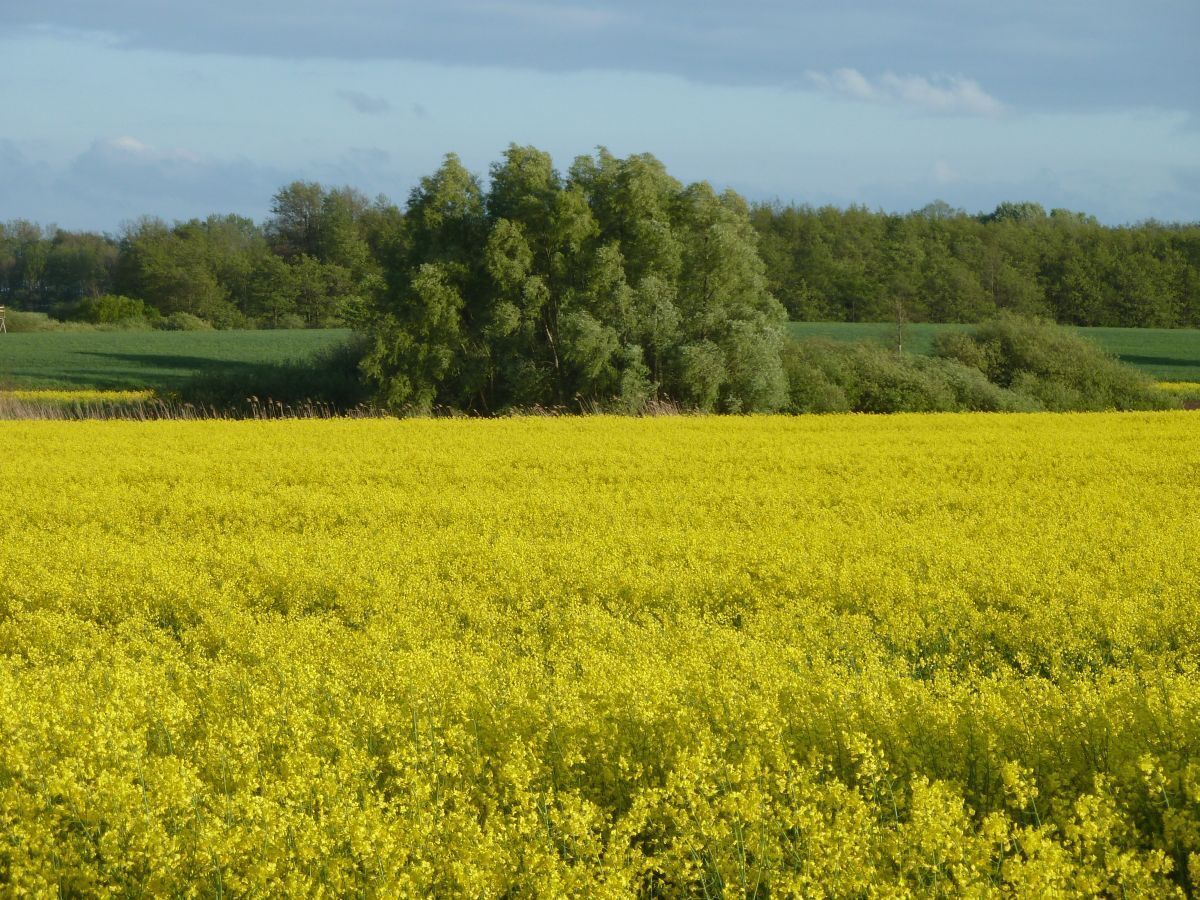 Un champ de fleurs jaunes, avec une rangée d’arbres en arrière-plan.