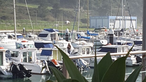 Un port de plaisance où sont amarrés différents bateaux, avec une plante au premier plan et un bâtiment en arrière-plan.