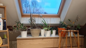 Ein Zimmer mit Oberlicht, einem Holztisch und mehreren Blumentöpfen.