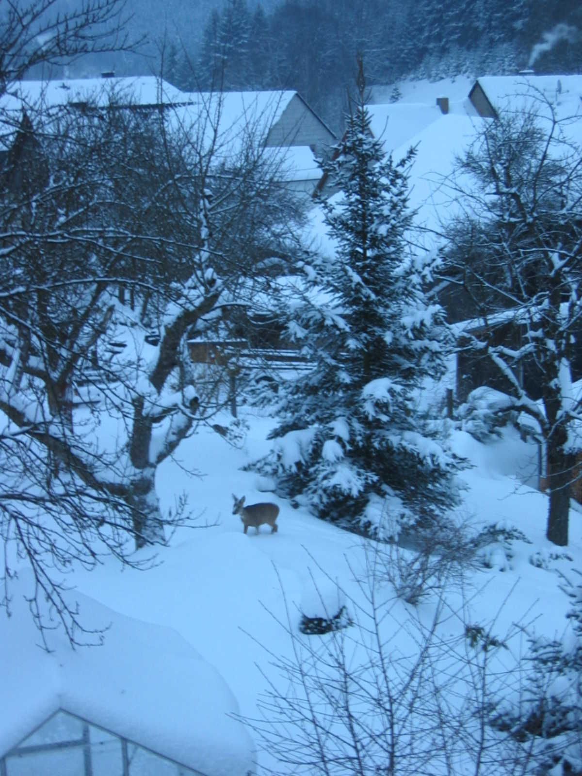 A snowy landscape with a house and trees.