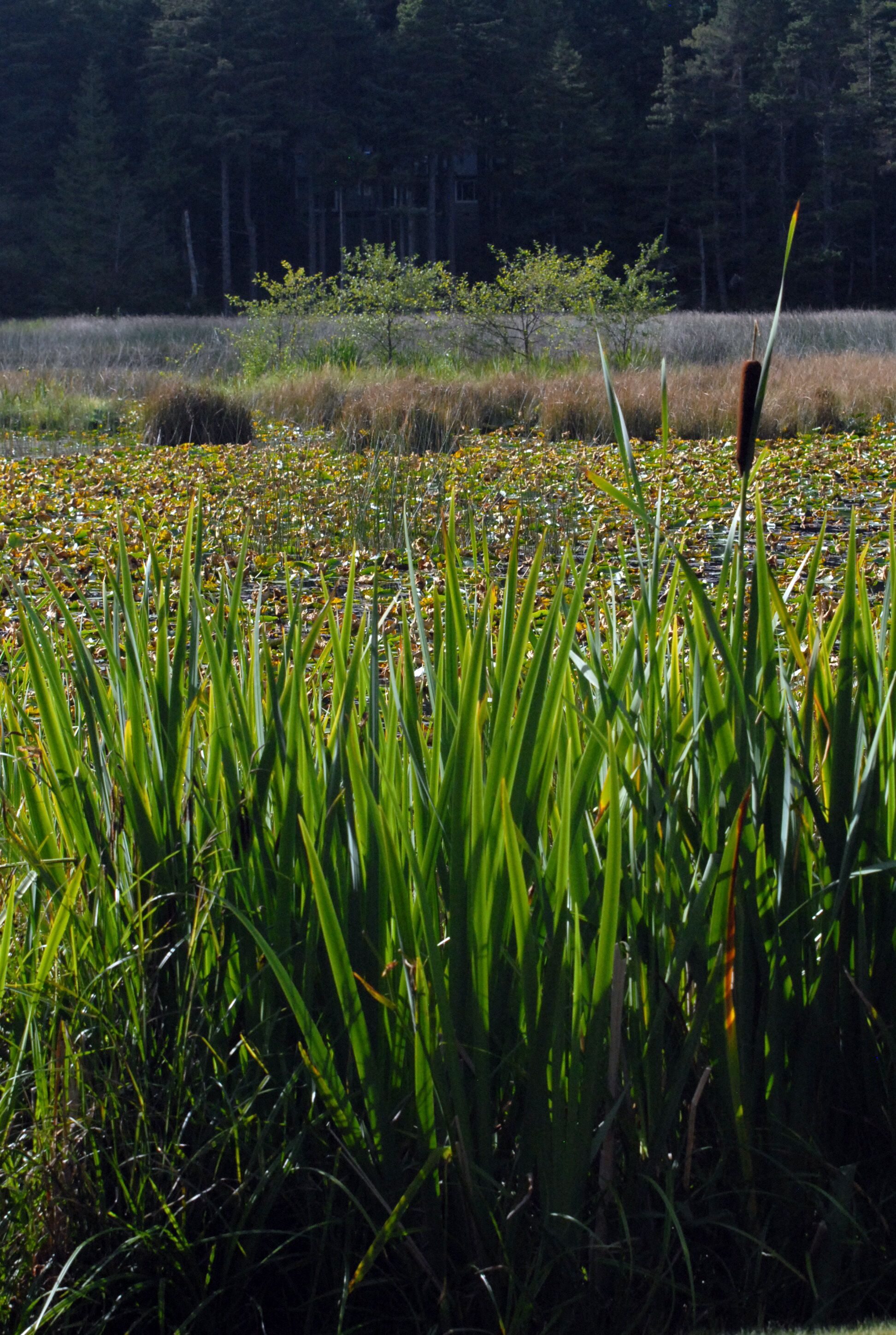 Paisagem natural com gramíneas altas e uma floresta ao fundo.
