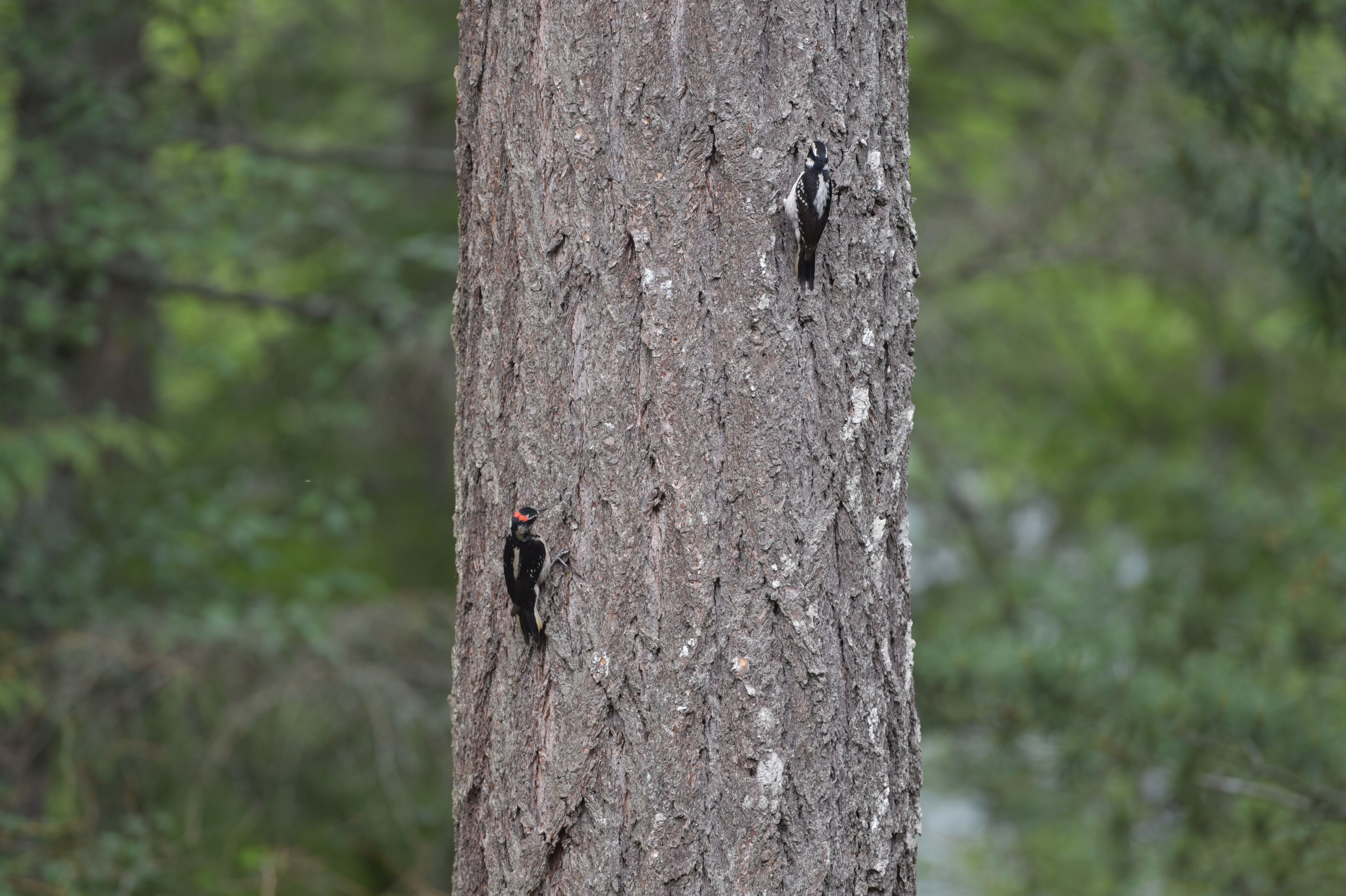 A tree trunk with two birds perched on it.