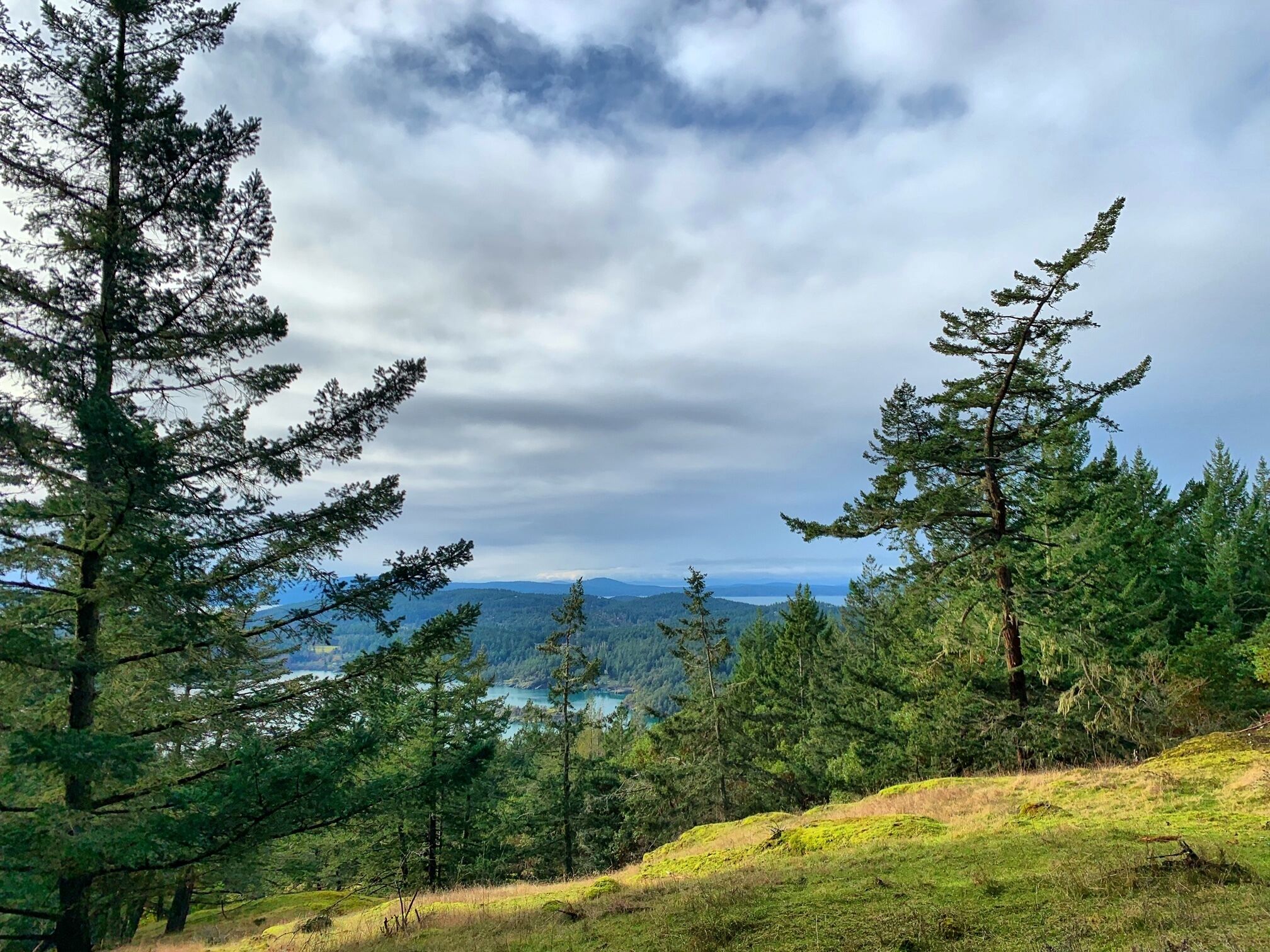 A forested landscape with a view of distant mountains and a body of water.