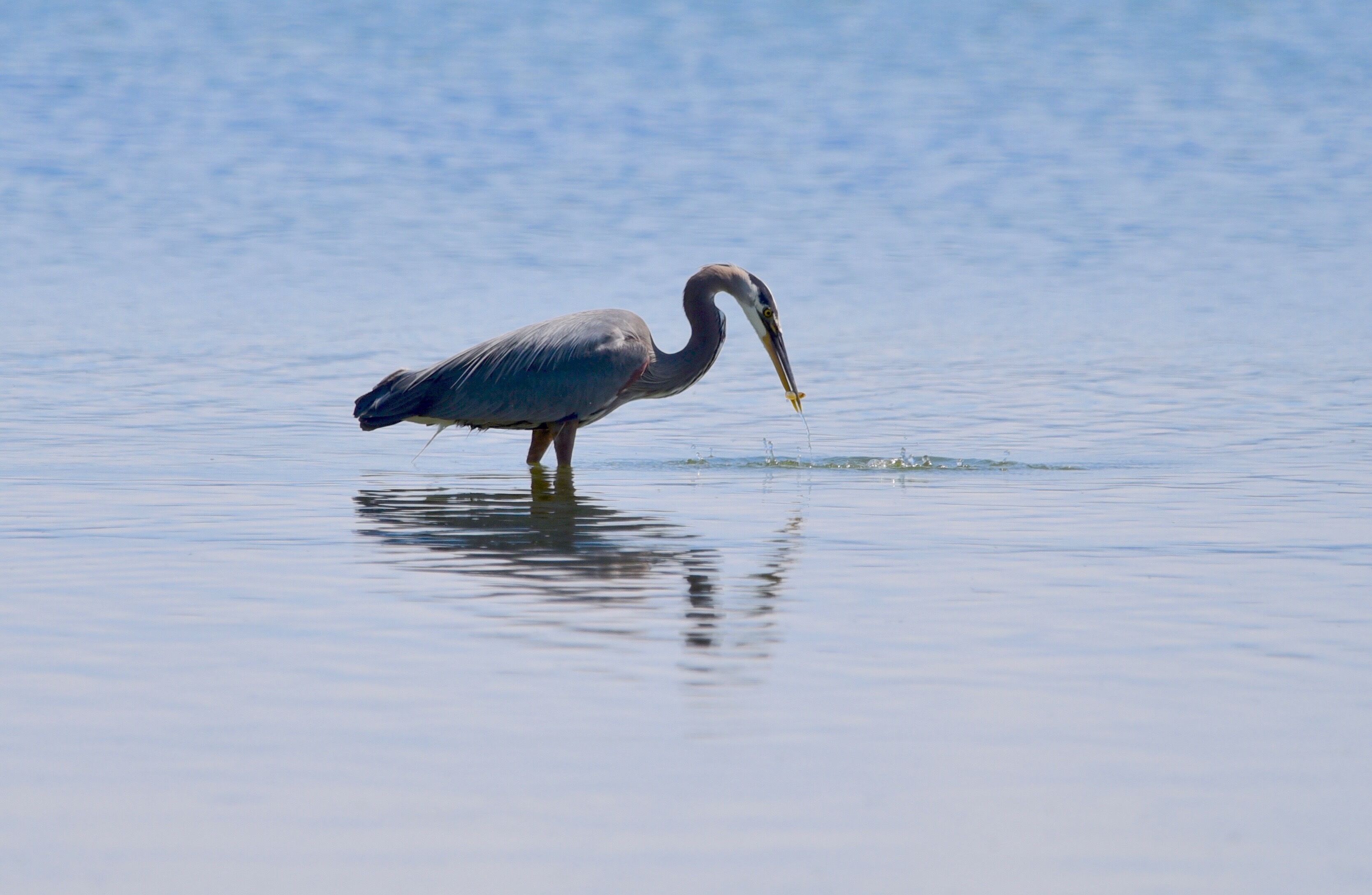 A heron standing in shallow water.