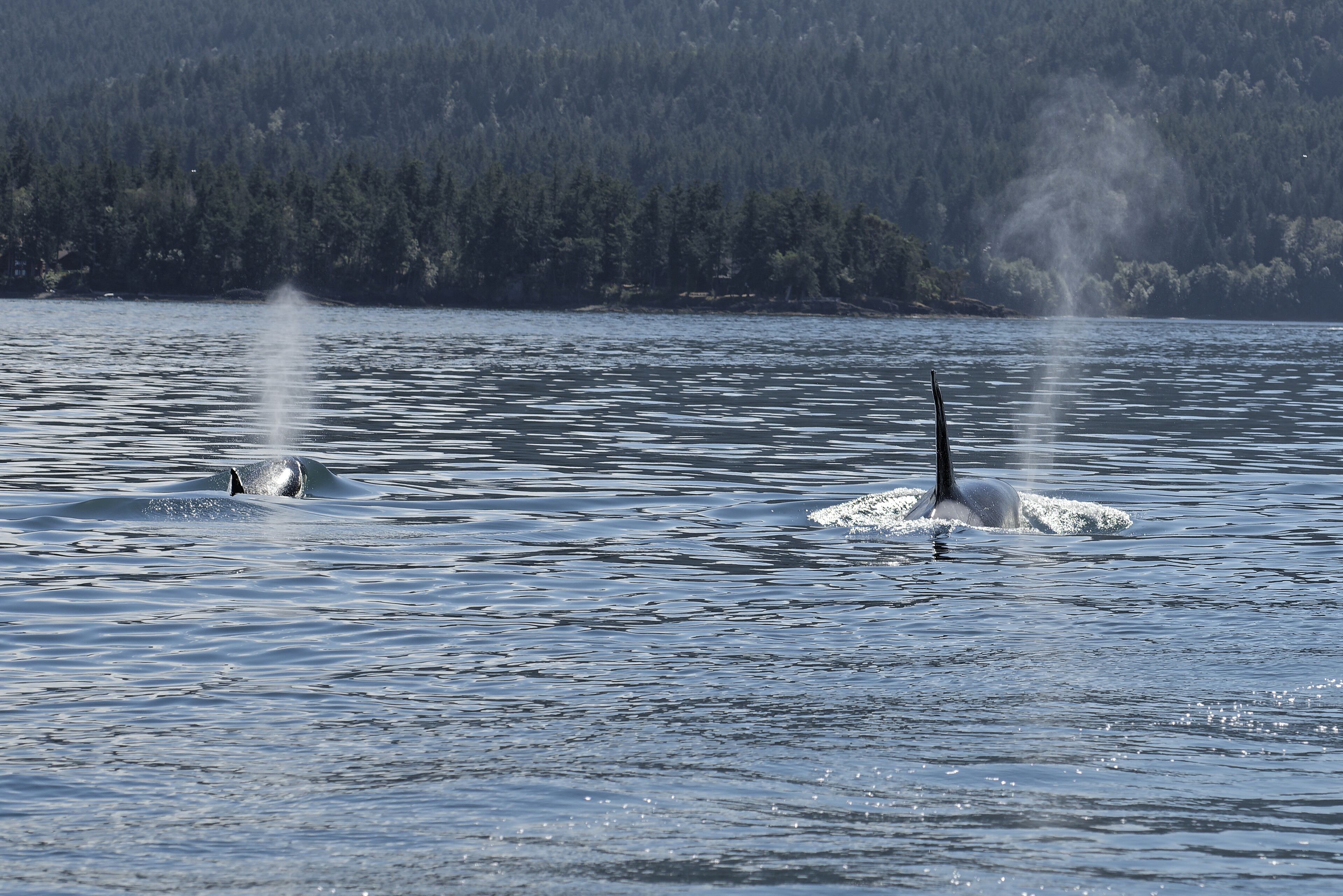 Dos orcas emergen de un cuerpo de agua con una costa arbolada al fondo.