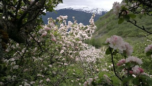 Un paysage avec des arbres en fleurs et une chaîne de montagnes en arrière-plan.