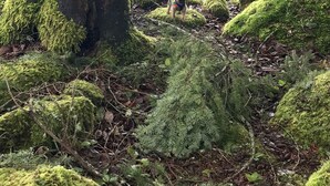 Un suelo forestal cubierto de musgo con un perro cerca de un árbol, con vistas a una masa de agua.