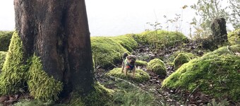 Very private home 40 acres,  ocean and ancient forest, kayaking off private dock