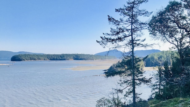Vista del lago con un área verde, un banco de madera y un perro acostado sobre el césped.