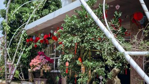 A traditional Chinese garden with potted plants, red lanterns, and a stone lion statue. - Nhat Quang Hotel (1 Bao Loc)