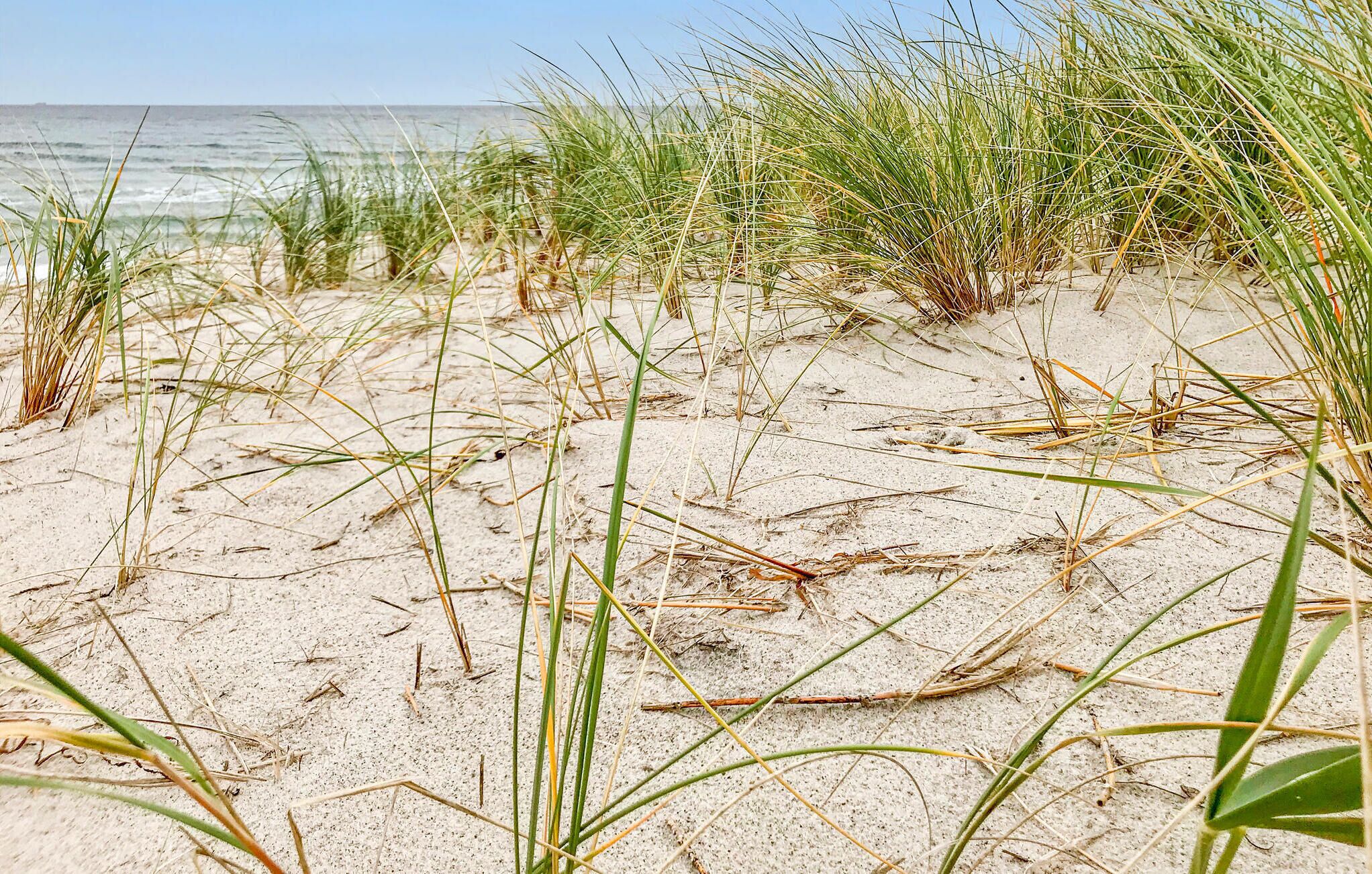 Vlak bij het strand, vissen