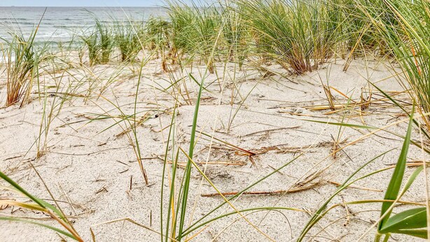 A sandy beach with tall grasses and a clear view of the ocean. - 1 bedroom stunning apartment in Graal Müritz (Graal Müritz)