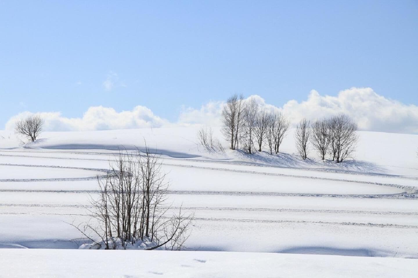 Un paisaje nevado con árboles desnudos y cielo despejado.