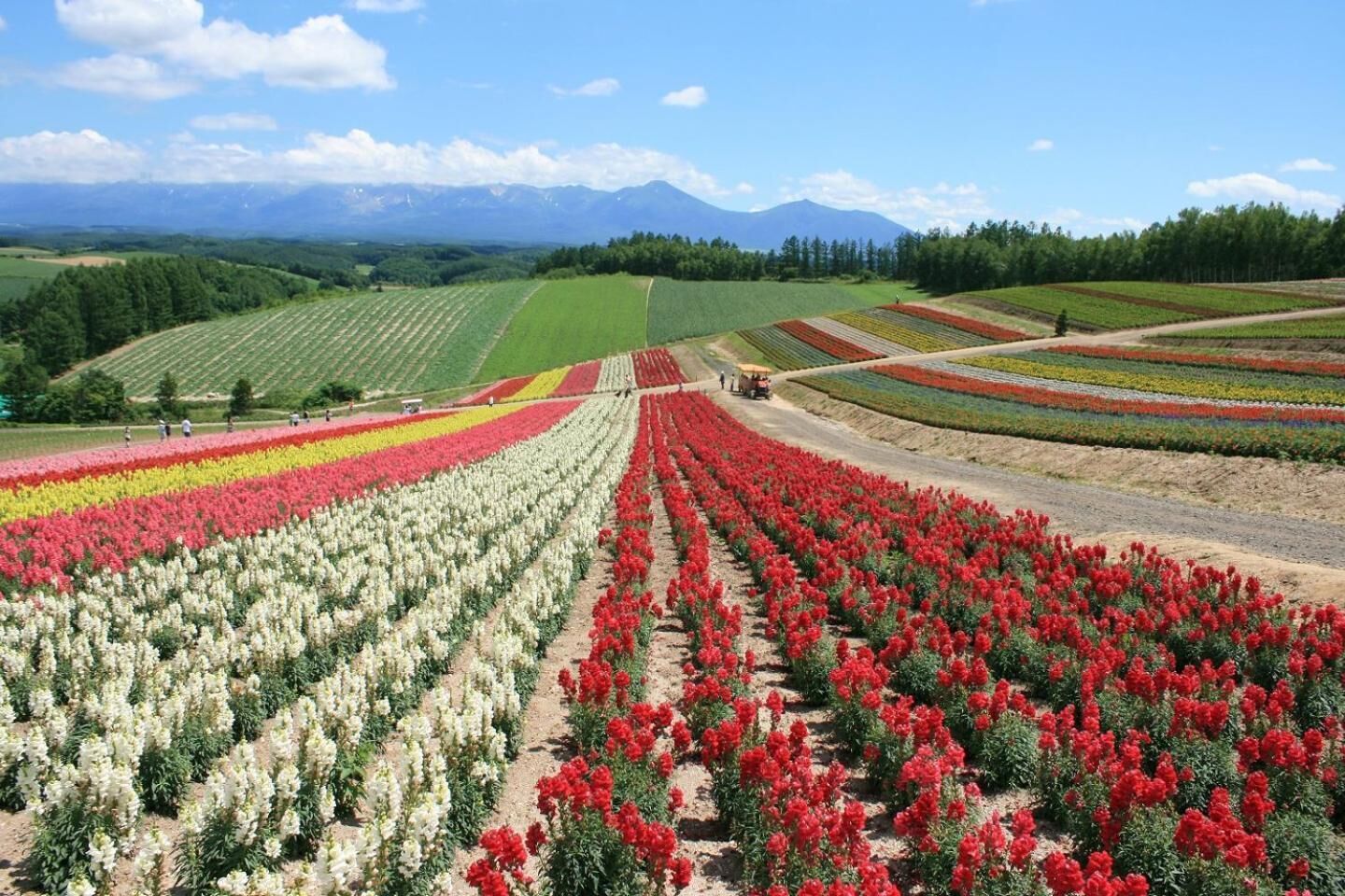 A vast agricultural field with rows of red and white flowers, likely a flower farm, with mountains in the background.