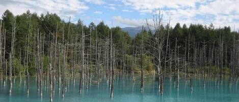 A serene lake surrounded by tall, leafless trees under a partly cloudy sky.